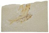 Multiple Fossil Fish (Knightia) Plate - Wyoming #217557-1